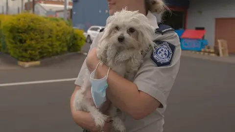 RSPCA Queensland to Repay Millions to Underpaid Staff